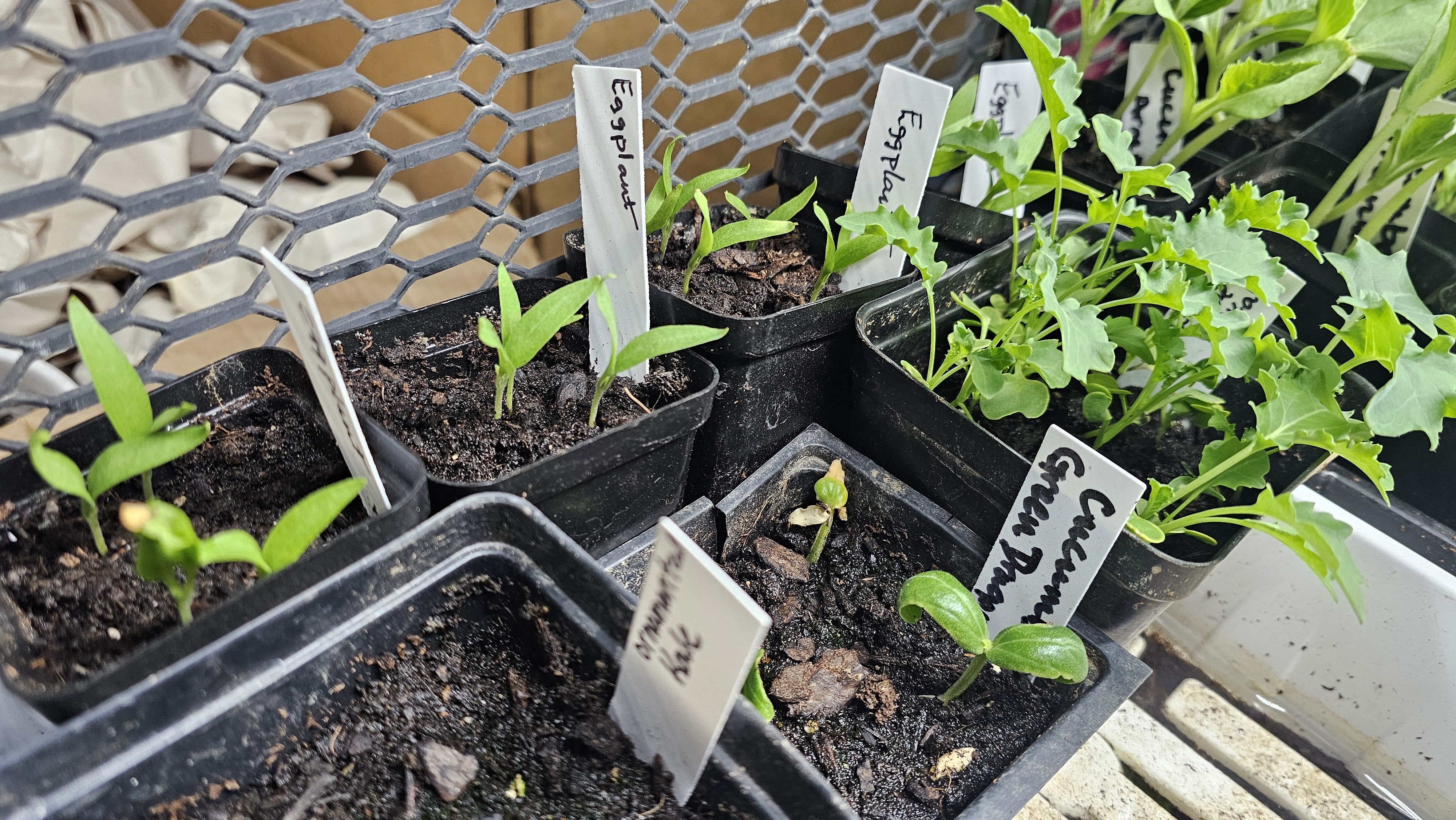 Young seedlings being cultivated, representing the beginning of a farm operation in Central Kentucky