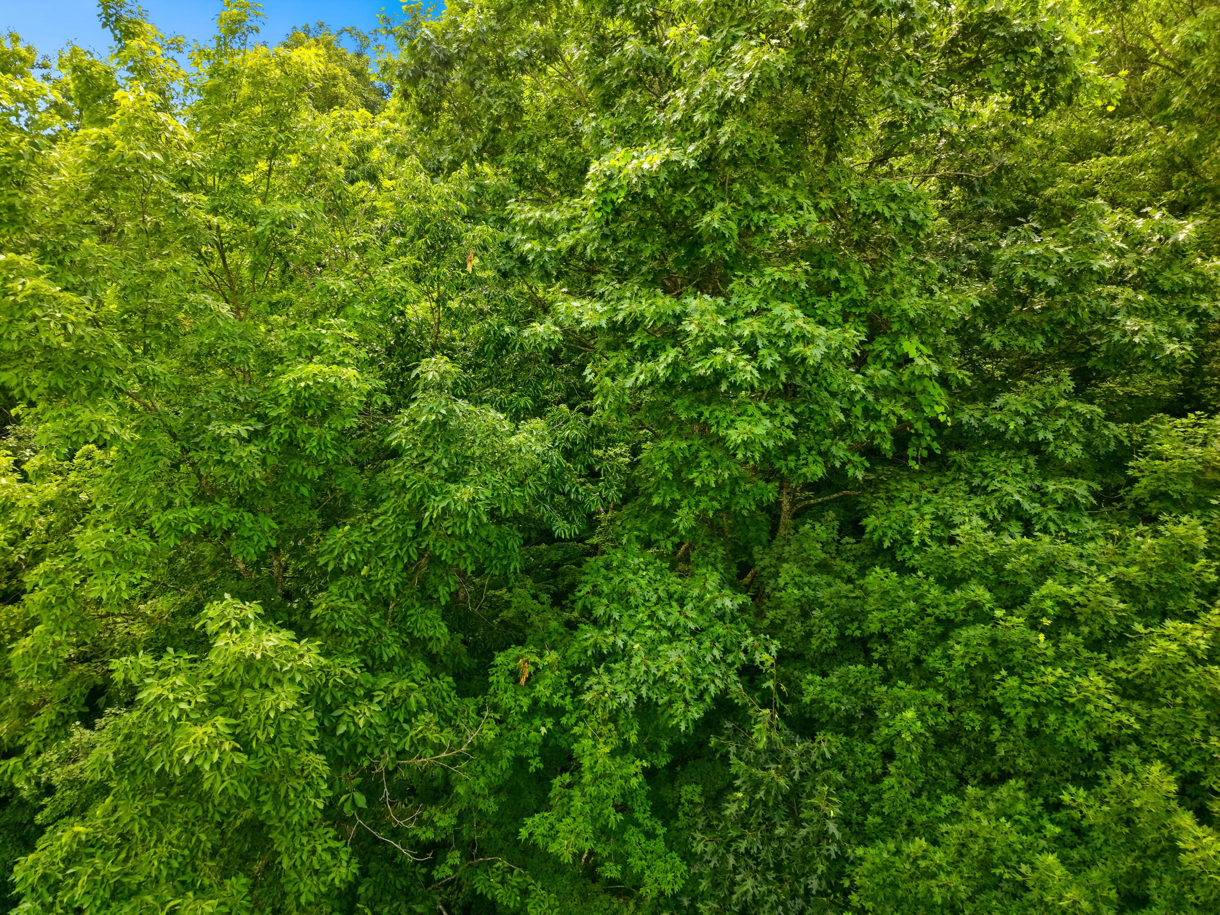 Top-down aerial showing home surrounded by forest